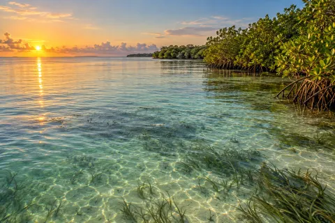 Illustrative Florida coastal flats beside mangroves