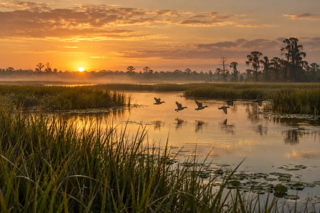 Illustrative ducks flying over a Florida marsh